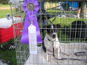 Scraps displaying some of his bling at 8-25-07 agility trial in Staten Island.